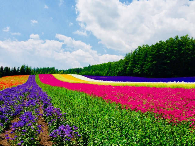 北海道の花畑